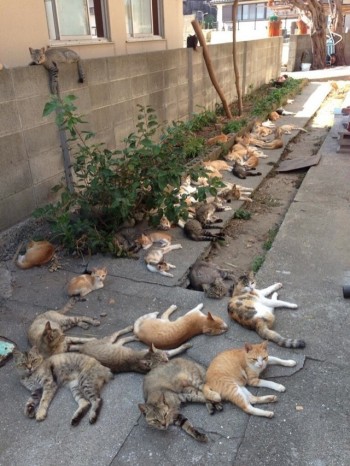 Cat Island