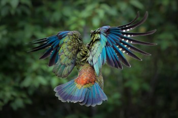 New Zealand Kea