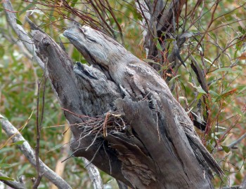 Two Tawny Frogmouths