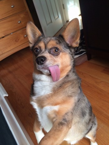 Derp