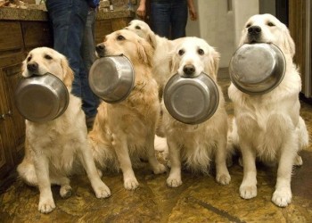 Food?
