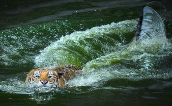 Swimming Tiger