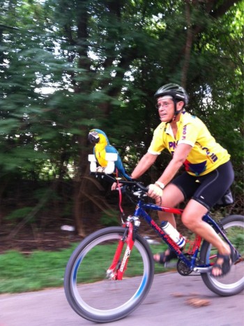 Parrot Rider