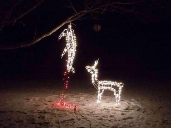 Poor Deer