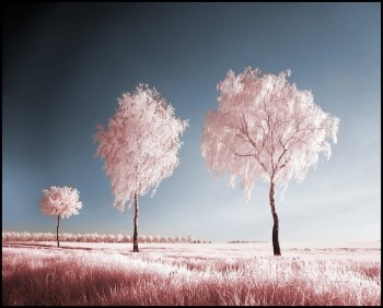 Infrared Trees