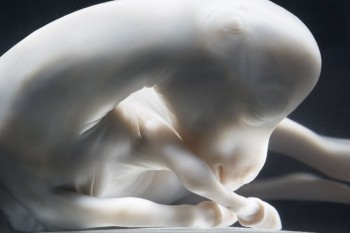 Horse Fetus