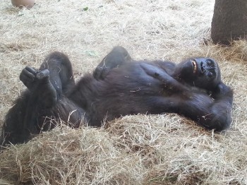 Chillin' at the zoo