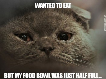 Sad Cat Problems