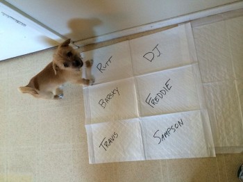 Mike Rowe is using Puppy Poop Bingo to name his new dog