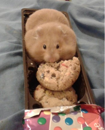 I fits and sits... and eats