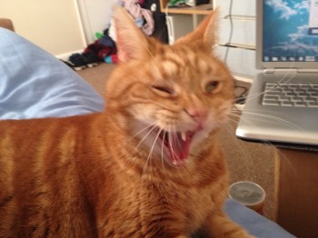 Cat Sneezing