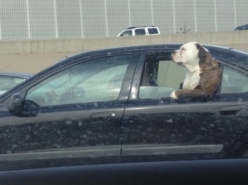 Chilling in the backseat