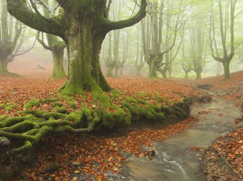 Roots