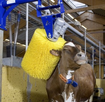 Happy Cow