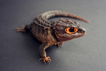 Orange Eyed Crocodile Skink