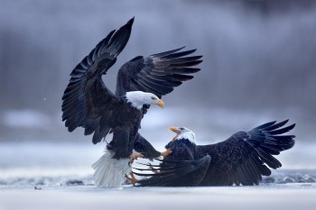 Two bald eagles fighting