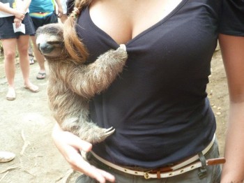 Sloth making his move