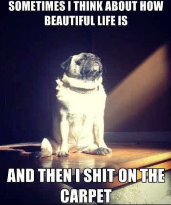 Pug life