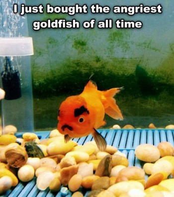 Some of us are just born grouches