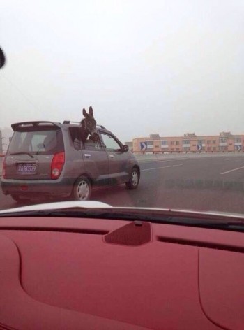 The guy said if the car could fit his fat ass, he'd buy it