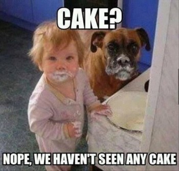 Go ask the cat
