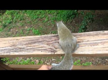 Domesticated Squirrel