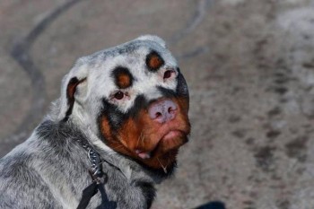 Insane Clown Puppy