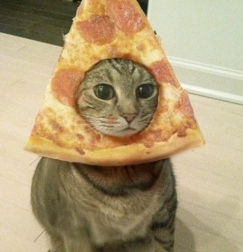 Pizza cat