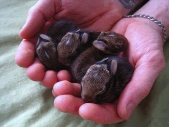 A fluffle of bunnies