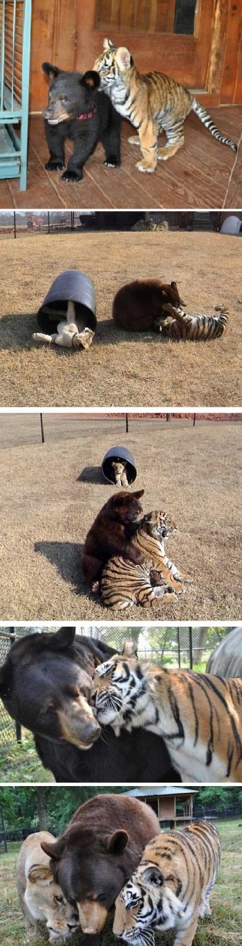 Lion, tiger and bear