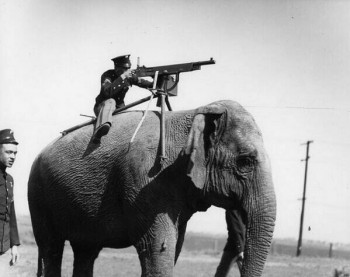 WW1 Elephant