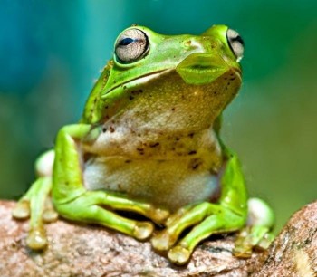 Frog Kiss