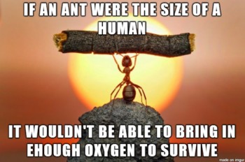 Scientific Facts: Ants