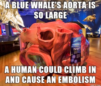 Scientific Facts: Whale Hearts