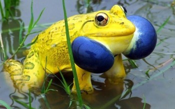 Indian Bull Frog