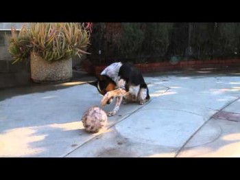 Smartest Dog In The World