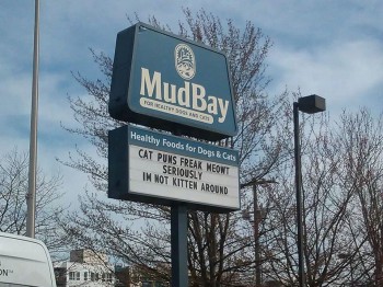 Cat Puns