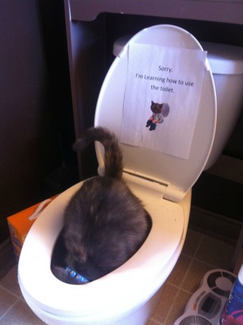 Cat Toilet Training