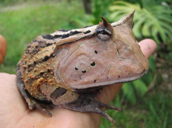 Real Life Hypnotoad