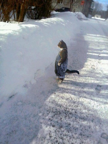Farmer Cat