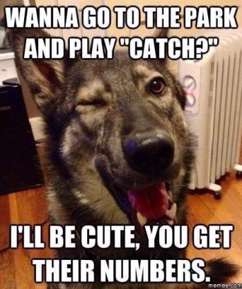 Man's best friend