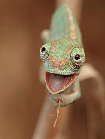 Baby chameleon
