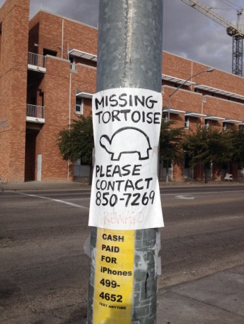 Missing Tortoise