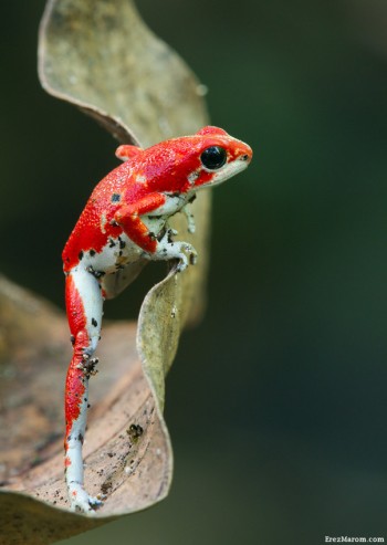 Strawberry Poison-Dart Frog