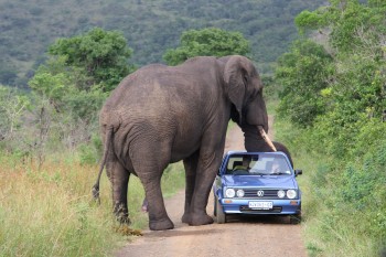 Aroused elephant likes this car