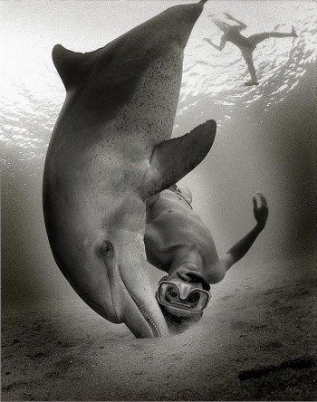 Playing With Dolphins