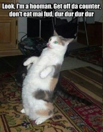 Cattitude