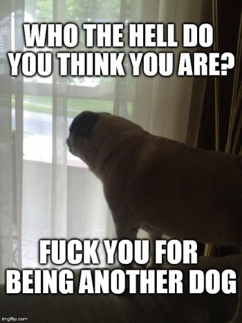 When another dog walks by