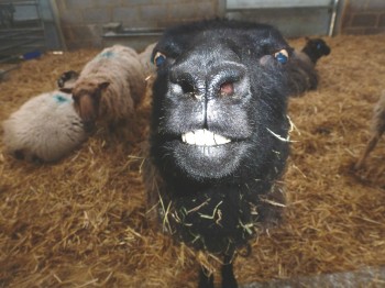 HEEEEERE'S SHEEP!!
