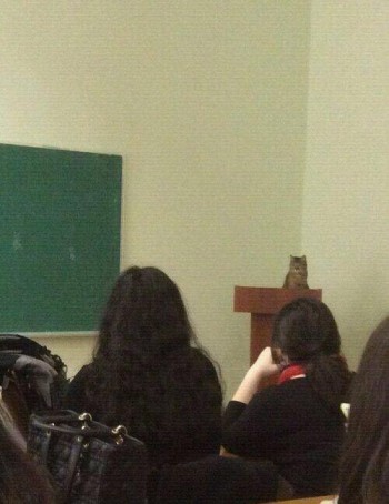 Professor Cat